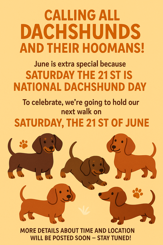 🐾 Oh My Dog: What’s Happening in Conwy This Month? (June Edition) 🐾