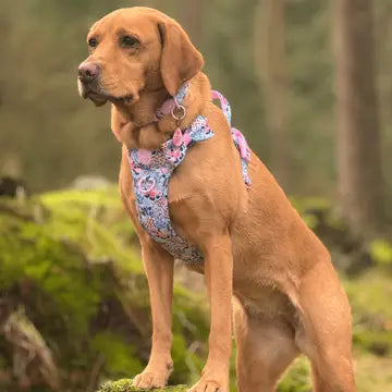 Bailey and Coco Trail & Glow Adjustable Collar - Colour Drops - Spring Dreams