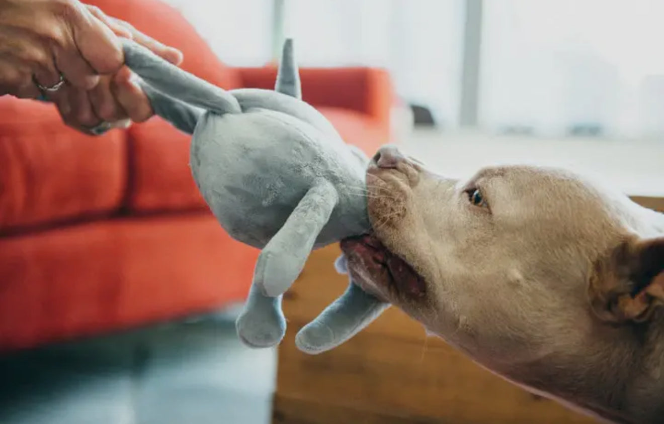 Big Five of Africa - Elephant