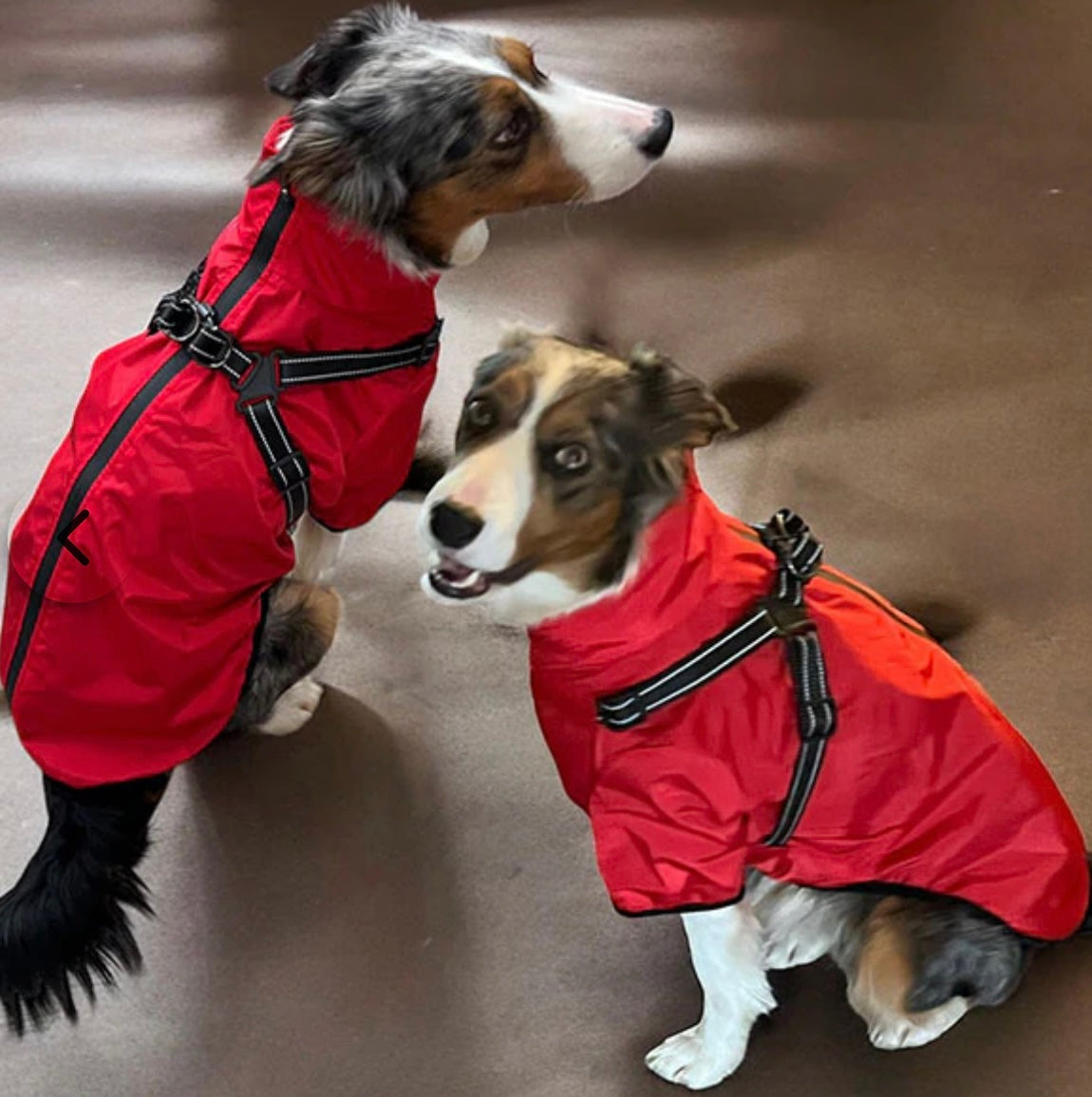 Verano - Lightweight Waterproof Dog Coat with Built in Harness