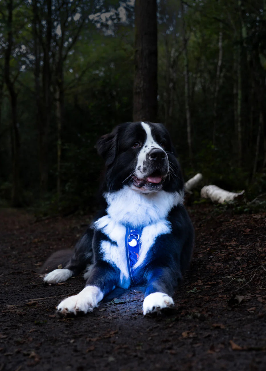 TrekBright® Dog Safety Light