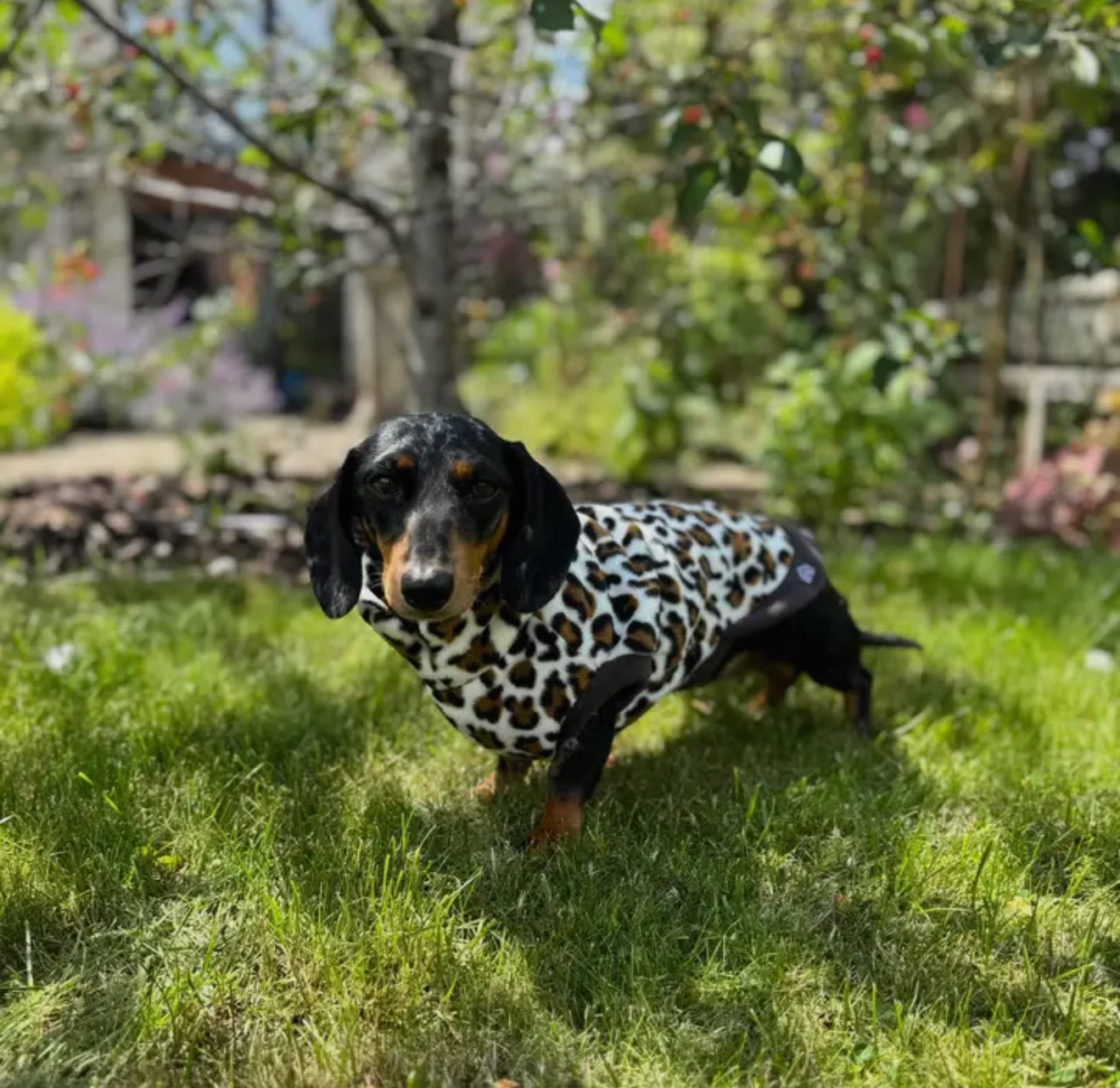Dachshund Wild Range Fleece Suits with 4 Legs