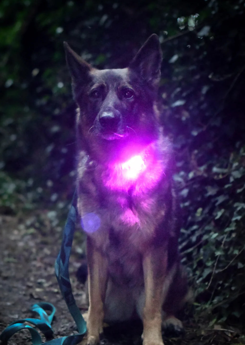 TrekBright® Dog Safety Light