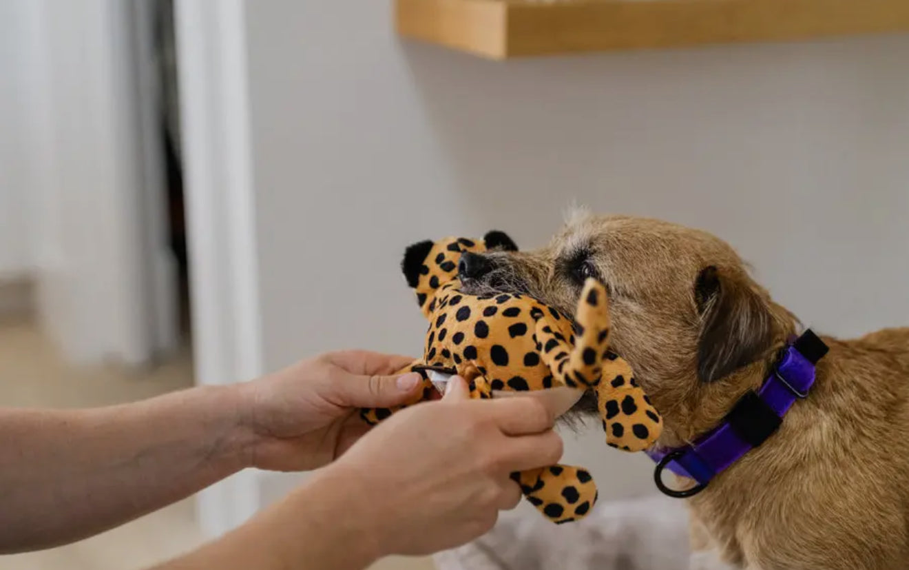 Big Five of Africa - Leopard