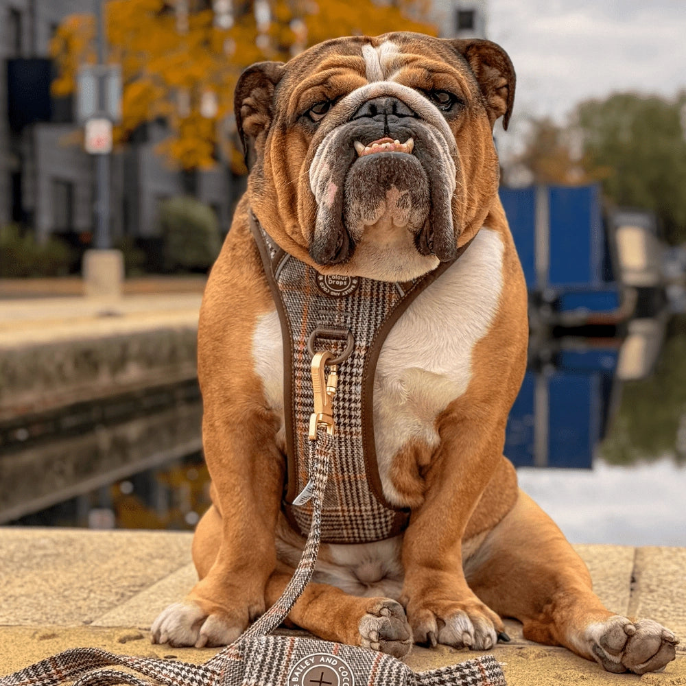 Bailey and Coco Dog Lead 5ft - Colour Drops - Heritage Plaid
