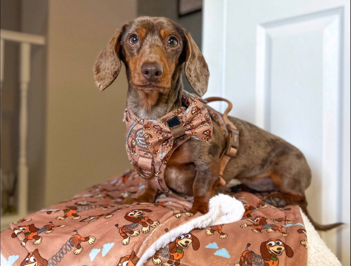 Bow Ties & Collar Accessories