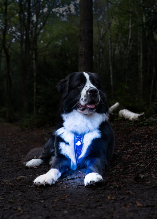 Dog Safety