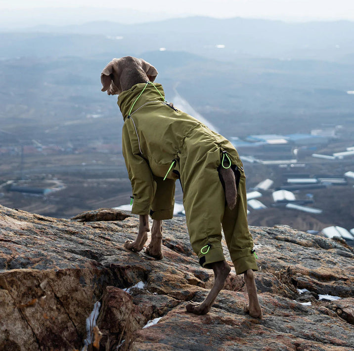 Dog Coats