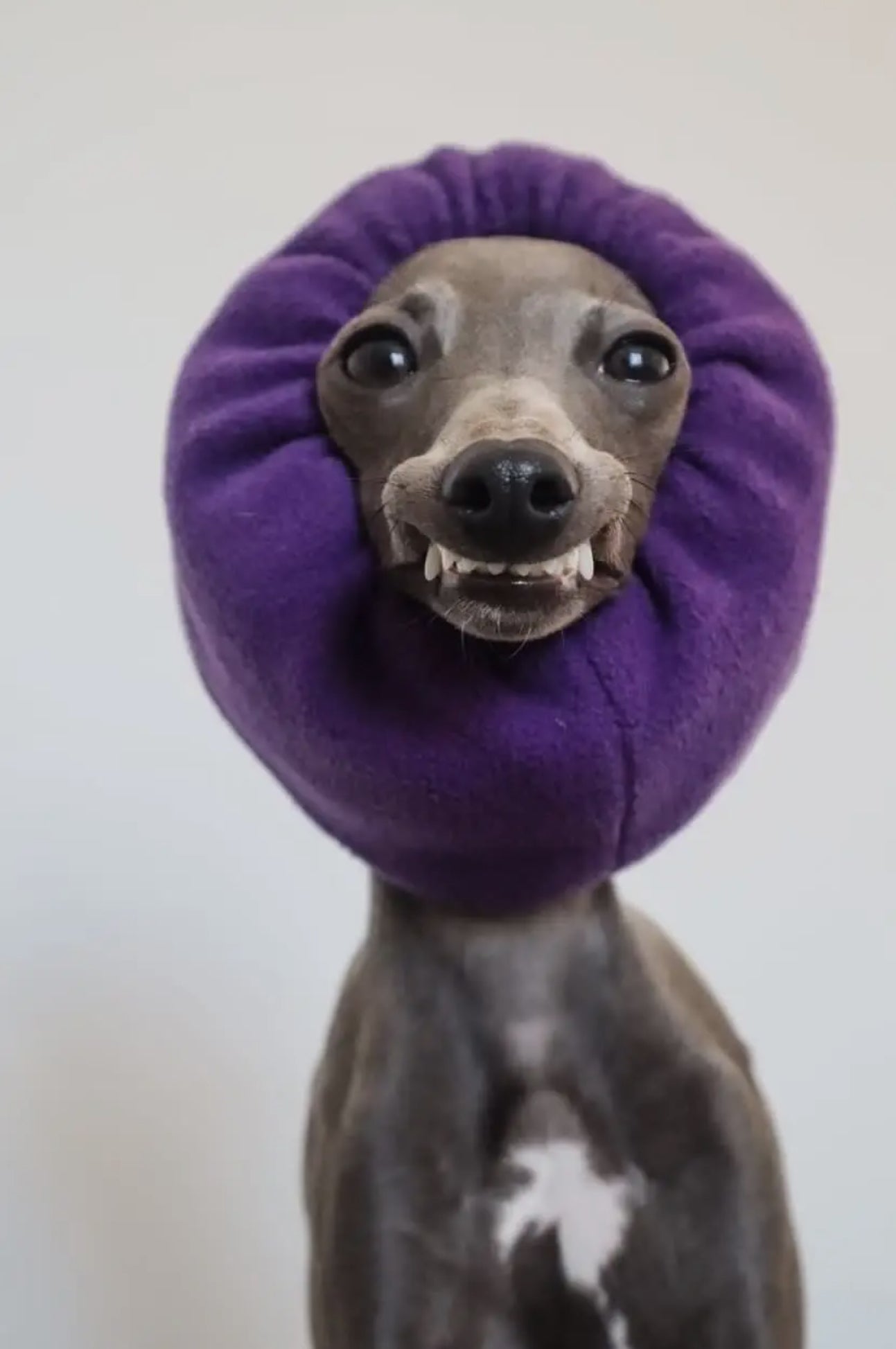 Soothe and Settle Hush Muff