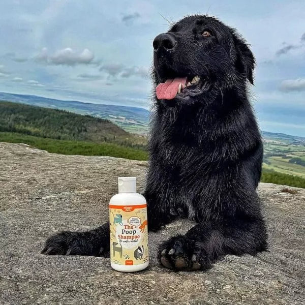 For Dogs