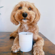 Goodbye Anxiety | Dog Friendly Candle | Zero Paraffin 