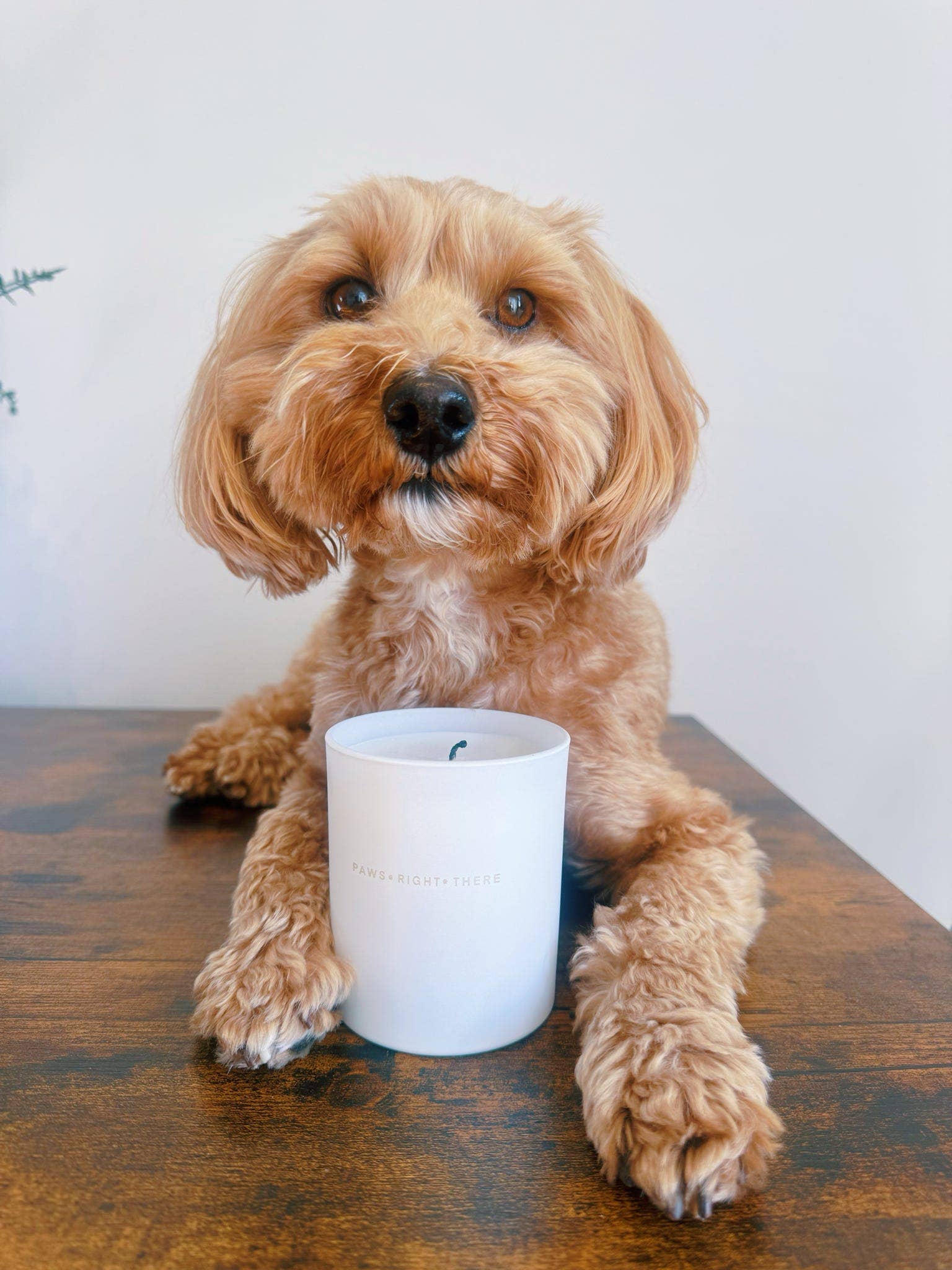 Goodbye Anxiety | Dog Friendly Candle | Zero Paraffin 
