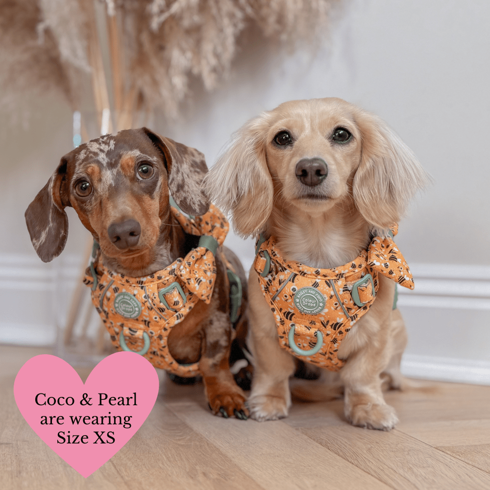 Trail & Glow Dog Harness Bundle Set - Colour Drops - Wanna-Bee: M / M