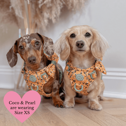 Trail & Glow Dog Harness Bundle Set - Colour Drops - Wanna-Bee: L / L