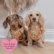 Trail & Glow Dog Harness Bundle Set - Colour Drops - Wanna-Bee: S / S
