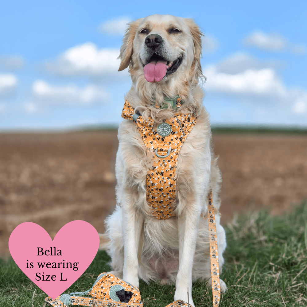 Trail & Glow Dog Harness Bundle Set - Colour Drops - Wanna-Bee: L / L