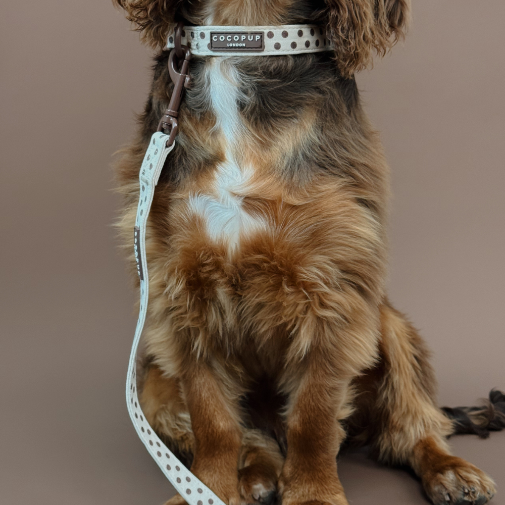 Tiramisu Polka Dot COLLAR: L