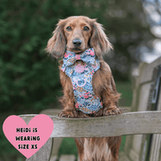 Floral Dog Harness - Colour Drops - Spring Dreams: L
