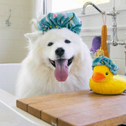 Splish Splash - Shower Quack