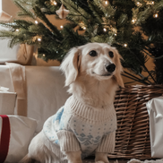 Ice Blue | Après Ski Roll Neck Knit: S/M