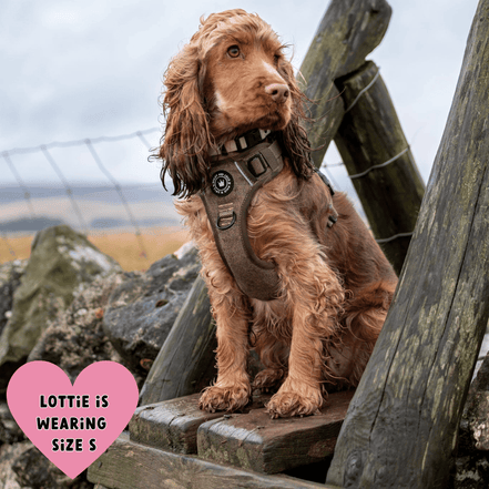 Trail & Glow Tweed Dog Harness - Oxford Tweed: XS