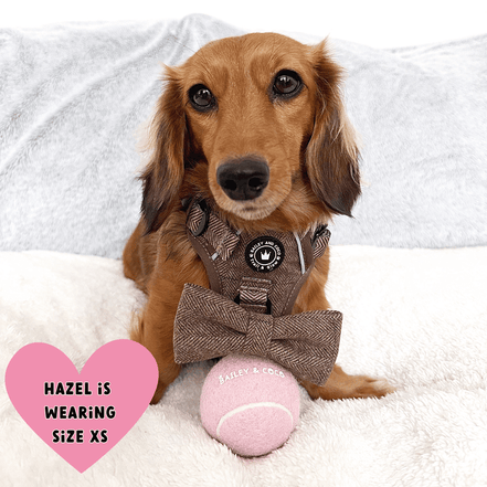 Trail & Glow Tweed Dog Harness - Oxford Tweed: XS