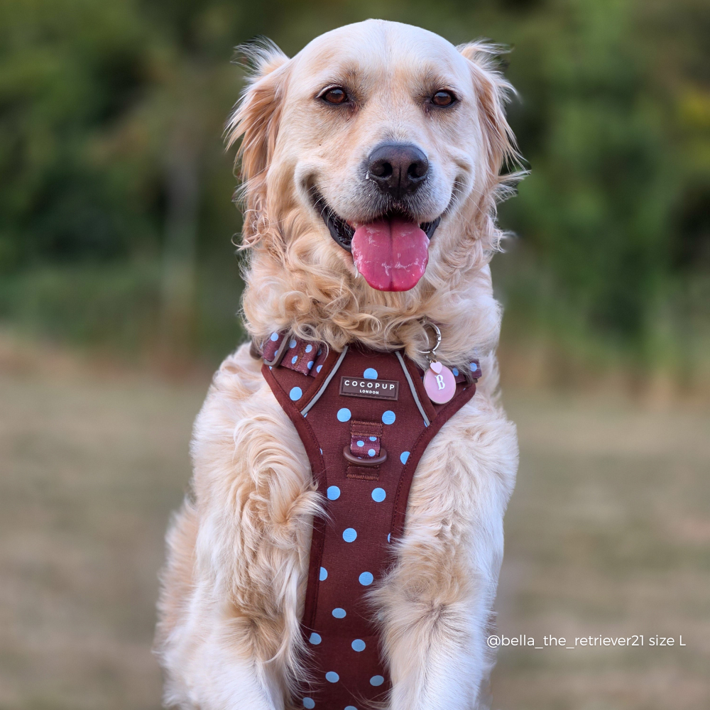 Explore Harness - Biscotti Blue: XS