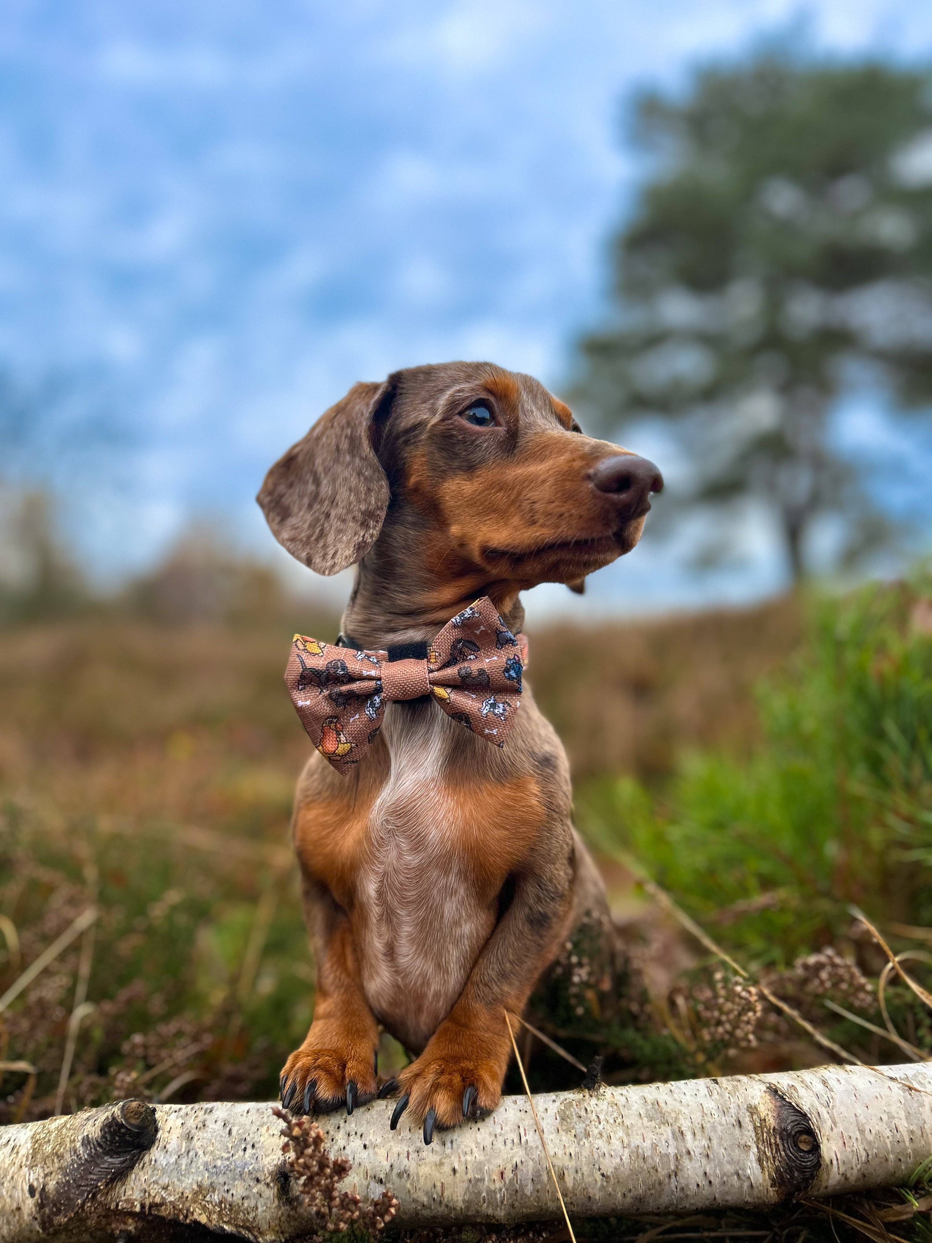 Disney© Bow Tie - Disney Dogs: Regular