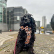 Disney© Bow Tie - Disney Dogs: Regular