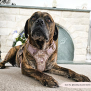 Hike & Go Lite™ Harness - Bumbles & Butterflies