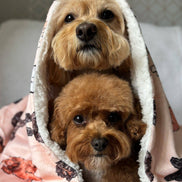 The Oodles & Doodles Dog Blanket