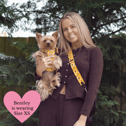Trail & Glow Dog Harness Bundle Set - Colour Drops - Wanna-Bee: L / L