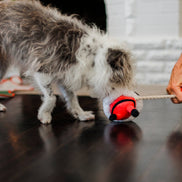 Merry Woofmas Clumsy Santa