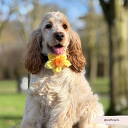 Spring Daffodil Collar Flower