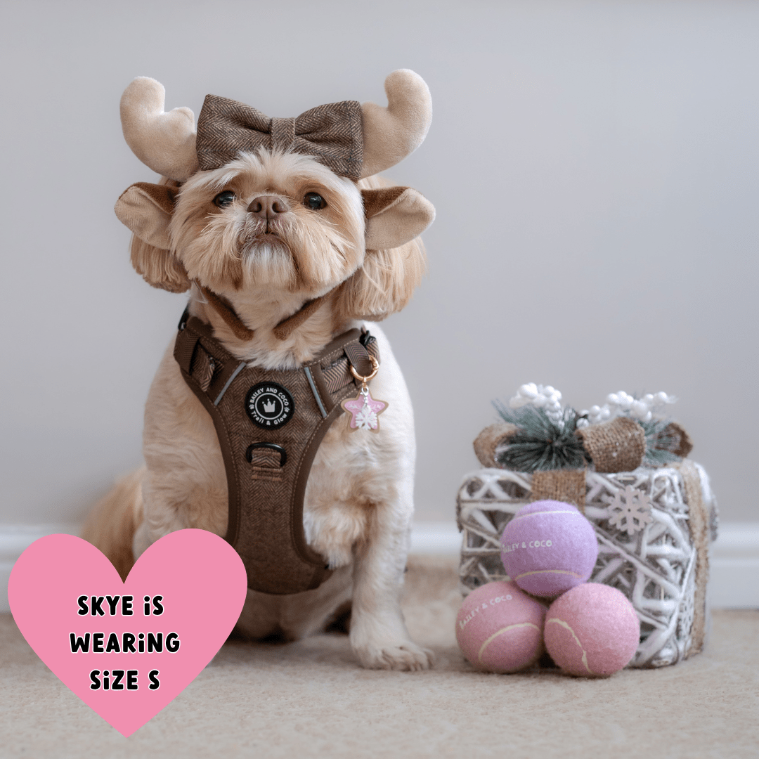 Trail & Glow Tweed Dog Harness - Oxford Tweed: M