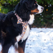 Disney© Bow Tie - Disney Dogs: Regular