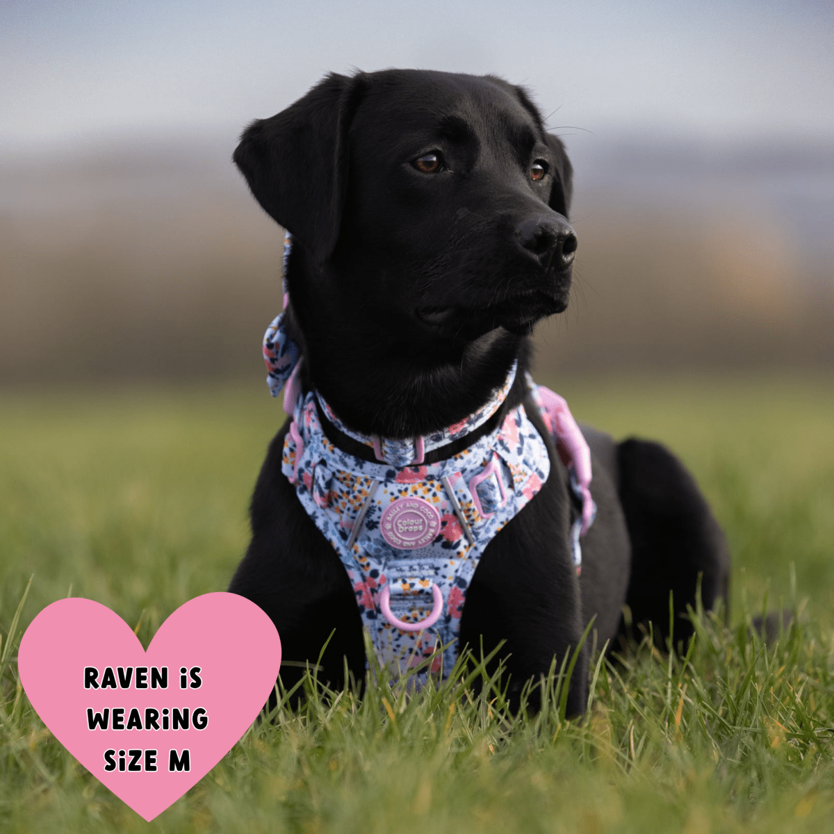 Floral Dog Harness - Colour Drops - Spring Dreams: M