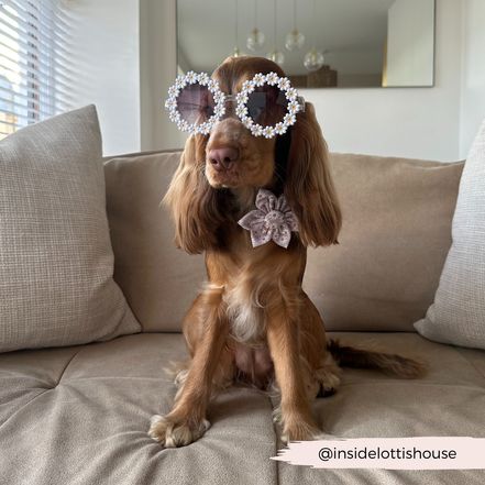 Daisy Chain Collar Flower