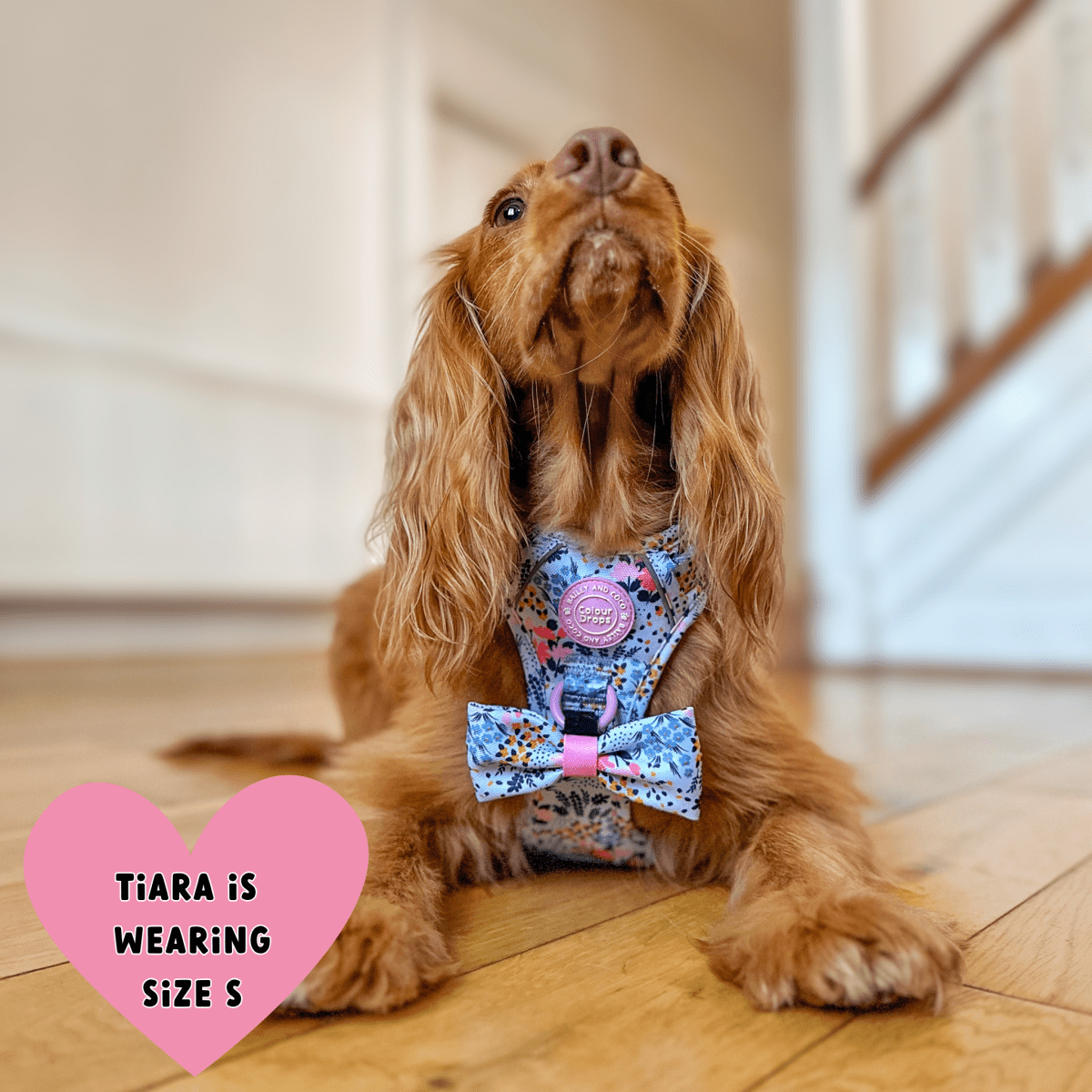 Floral Dog Harness - Colour Drops - Spring Dreams: L