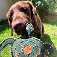 Eco Dog Toys By Miro & Makauri - Tara Turtle.: Tara