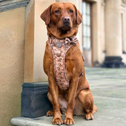 Disney© Bow Tie - Slinky: Regular