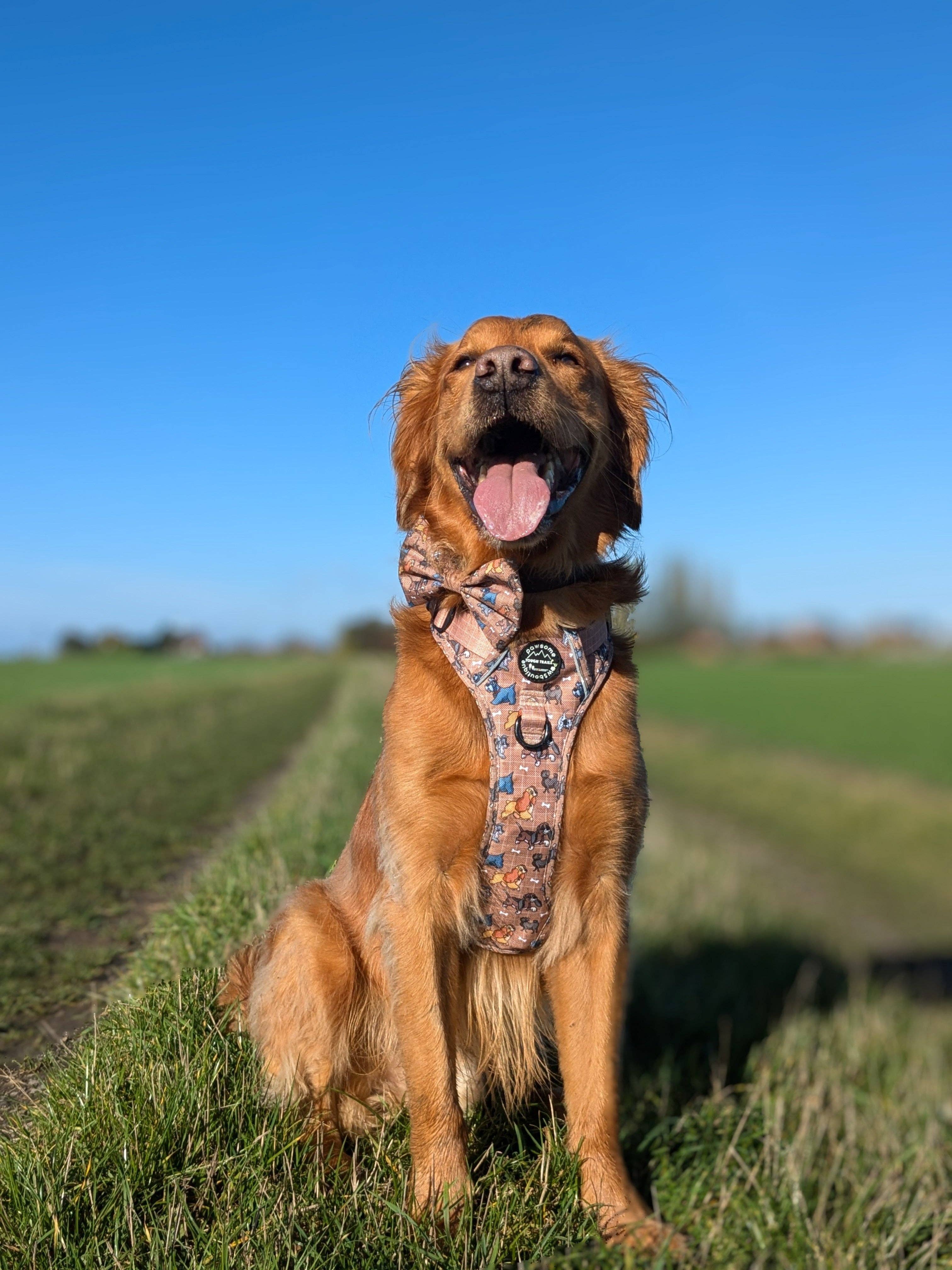 Disney© Bow Tie - Disney Dogs: Regular
