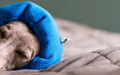 Soothe and Settle Hush Muff