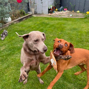 Eco Dog Toys By Miro & Makauri - Betsie Cow.: Betsie