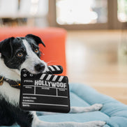 Hollywoof Doggy Director Board Dog Toy