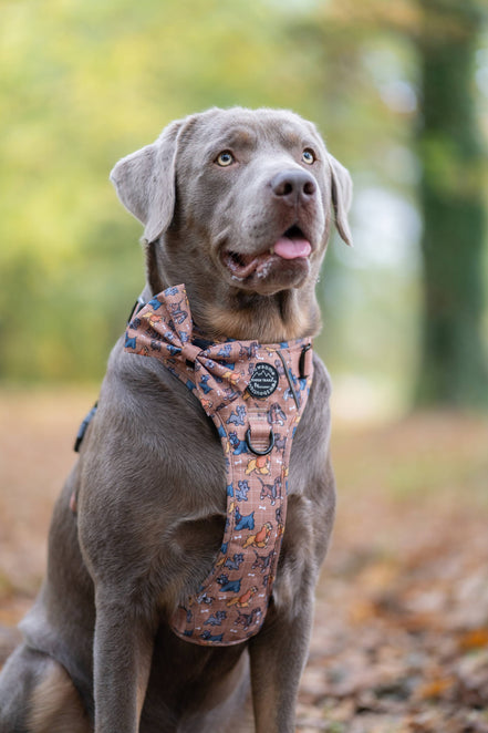 Disney© Bow Tie - Disney Dogs: Regular