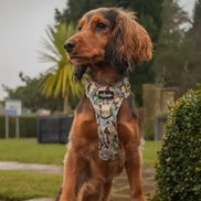 Hike & Go Lite™ Harness - Bumbles & Butterflies