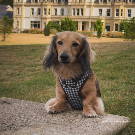 Chelsea Check Adjustable Neck HARNESS: L