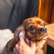 Dog Ear Wipes