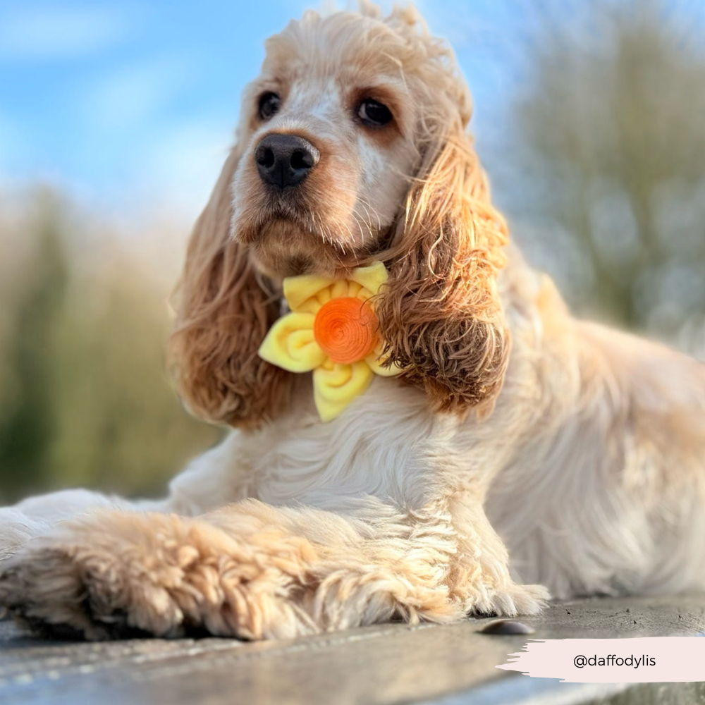 Spring Daffodil Collar Flower